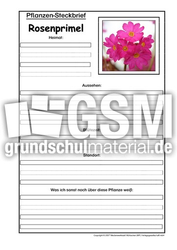 Pflanzensteckbrief-Rosenprimel.pdf
